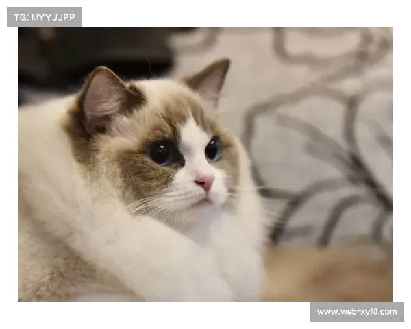 环境因素对网球比赛影响:风速与场地类型研究